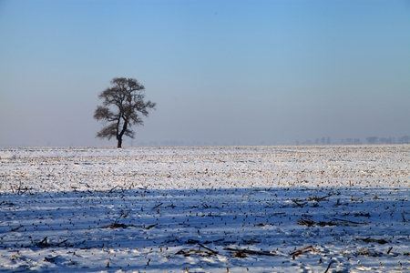Lonely treeの写真素材