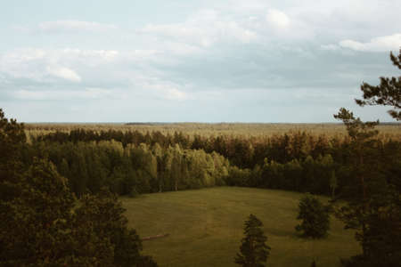 forest in autumn morning. far horizon. spruce and pine tree forest abstract texture backgroundの写真素材