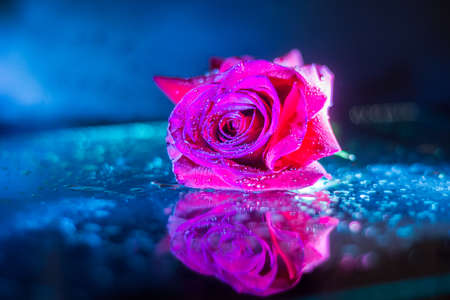 Macro closeup of a red rose with water drops on leaves isolated on a black background with water reflection in blue light.の写真素材