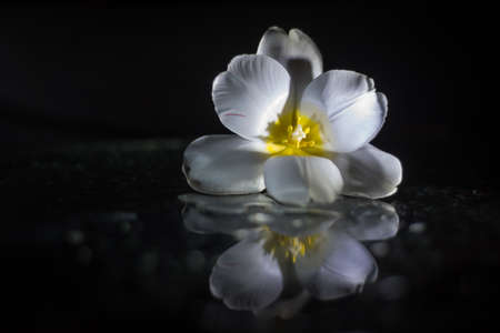 Macro closeup of a white tulip isolated on a black background with water reflection.の写真素材