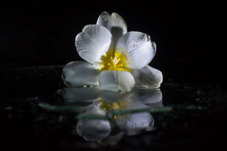 Macro closeup of a white tulip isolated on a black background with water drops on the flower and water reflectionの写真素材