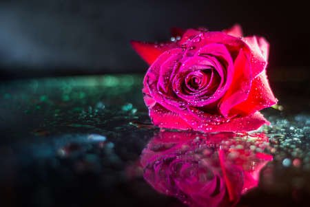 Macro closeup of a red rose with water drops on the leaves isolated on a black background with water reflection.の写真素材