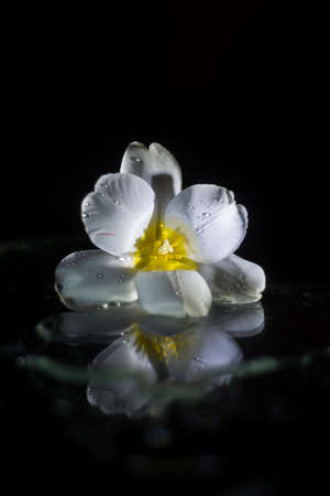 Macro closeup of a white tulip isolated on a black background with water drops on the flower and water reflectionの写真素材
