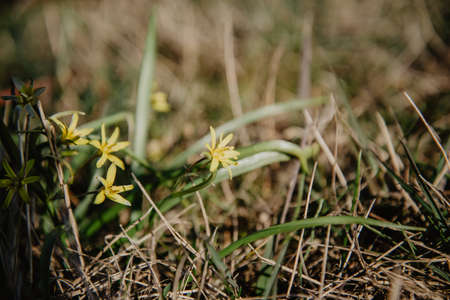 Yellow spring flowers closeup in the park with green grass stems.の写真素材