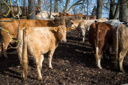Portrait of a wild brown cow with horns on a tree trunk on a sunny spring day.のeditorial素材