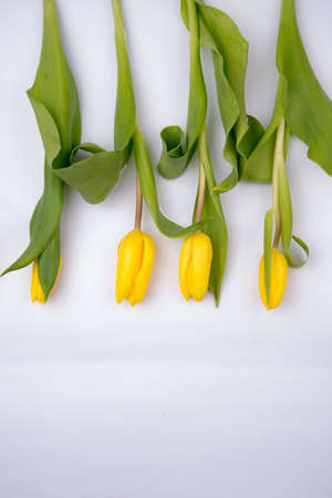 Beautiful Blank Card for Easter, March 8, valentines day, Mothers day. yellow tulips at the bottom on white background. Top view, Flat lay.の写真素材