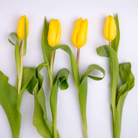 Beautiful Blank Card for Easter, March 8, valentines day, Mothers day. yellow tulips at the bottom on white background. Top view, Flat lay.の写真素材