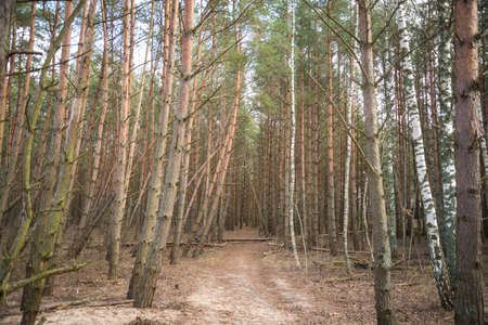mystical pine forest that surrounds a walking trail. Some broken trees that have fallen over the walking trails. Spring sunlit trees.の写真素材