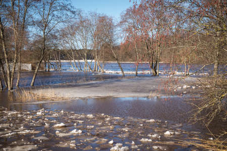 Spring floods. Flooded meadow with trees. Spring landscapeの写真素材