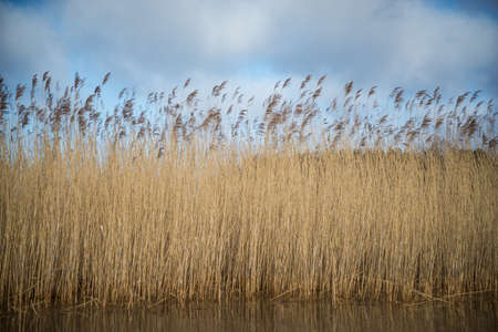 Dry reed on the sea, reed layer, reed seeds. Golden reed grass in the fall in the sun. Abstract natural background. Beautiful pattern with neutral colors. Minimal, stylish, trend concept.の写真素材