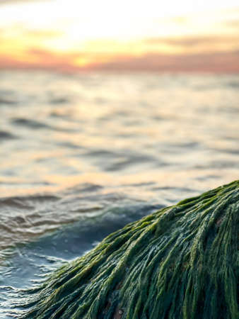 Close-up of a green water overgrown stone by the sea at sunset on a warm summer evening. Calm sea...