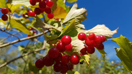 Red currant bush on a sunny summer morning against the background of a bright blue sky, close up...