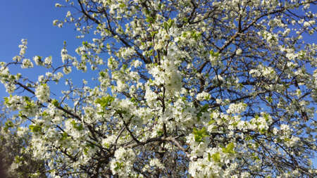 Spring flowering trees with white flowers in the garden against the blue sky. Spring background,...