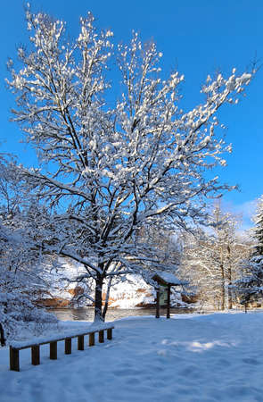 snow-covered tree in a tourist attraction on a cool winter day with a blue sky. Winter landscapeの写真素材