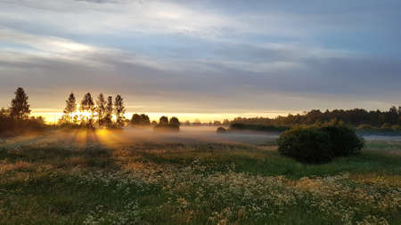 amazing summer morning sunrise over a field meadow with orange sun shining through the trees. The meadow is covered with white mist. Summer landscapeの写真素材