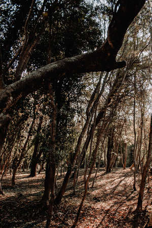 Mystical empty forest at sunset with the beauty of trees and green leaves. Sunny summer day. tree...