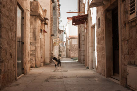 Amazing view of the empty street in the old town. a lone black dog stands and looks at the camera on a paved pavement along a stone wall. Sunlight on a stone wall. Travel to Croatia. street viewの写真素材