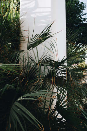 Deep dark green palm leaf pattern with a white canopy pole. Creative layout, tinted, vertical. summer in egyptの写真素材