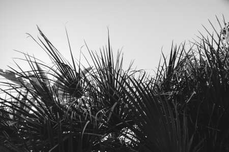 Coconut palm trees, beautiful tropical background, vintage filter. Blue sky Egypt