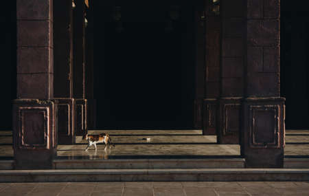 An Egyptian wild cat walks through the Mustafa Mosque, the Islamic Great Mosque in Sharm el-Sheikh. Sun shadow reflections create beautiful shadows on the tiles. Arches.の写真素材