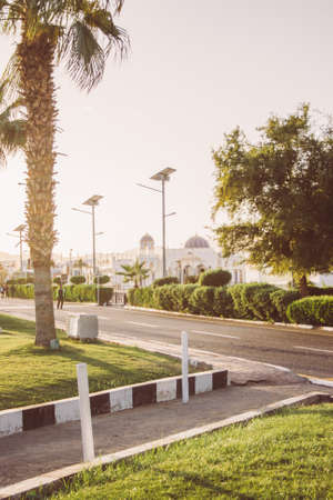 Street view at sunset in Egypt with palm trees and green bushes.Summertime