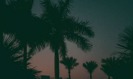 Palms on a beautiful sunset background creating a silhouette against the blue sky. Beautiful background landscapeの写真素材