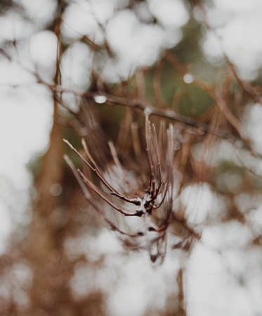 Close-up of a brown tree branch with a very pronounced blurred boho in the background against the sky. Macro photographyの写真素材