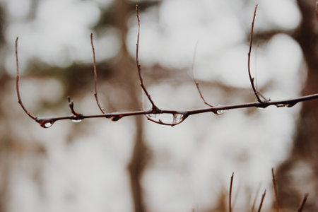 Branche with water drops. Evergreen forest. Trees after the rain. Close-up photographyの写真素材