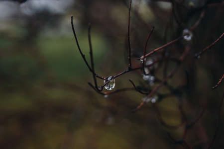 Branch of tree with drops of water after the rain. spring time. macro photographyの写真素材