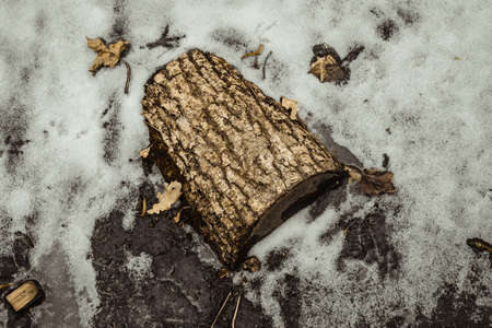 Malted wooden log in a pond of water ice. Snow covered pond ice. Winter landscapeの写真素材