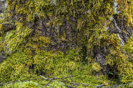 The bark of the tree, the texture of the wood, overgrown with moss. The bark of a thick deciduous tree can be seen as a delicate layer of moss which gives a greenish color. Closeup,macro photographyの写真素材