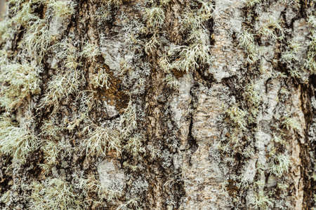The bark of the tree, the texture of the wood, overgrown with moss. The bark of a thick deciduous tree can be seen as a delicate layer of moss which gives a greenish color. Closeup,macro photographyの写真素材