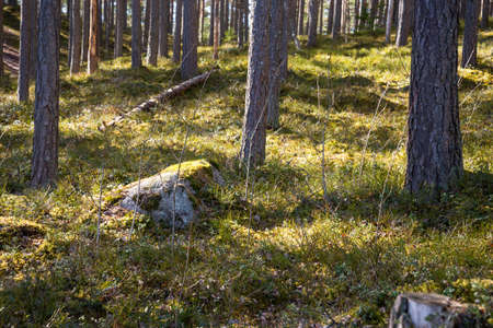 Coniferous forest covered with green spring sun-lit moss. The moss shows a gray stone and a broken tree trunk. Sunny spring dayの写真素材