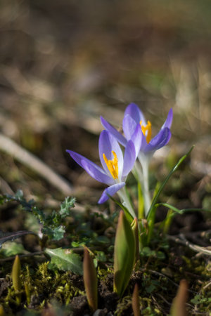 Wild purple crocuses blooming in their natural environment in the forest. Crocus heuffelianus.Macro...