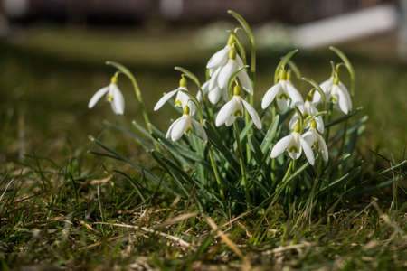 Snowdrops in a forest with sunlight close up, springtime, copy space, square. Macro closeup...