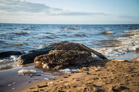 tree branches on the sea shore in the sand of the brown dune beach. Spring landscapeの写真素材