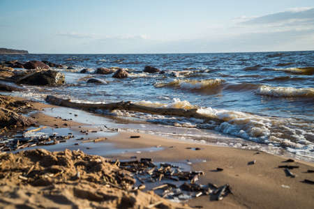 dry bark-free wooden log on the sea shore in the sand of the dune beach, which is illuminated by the...