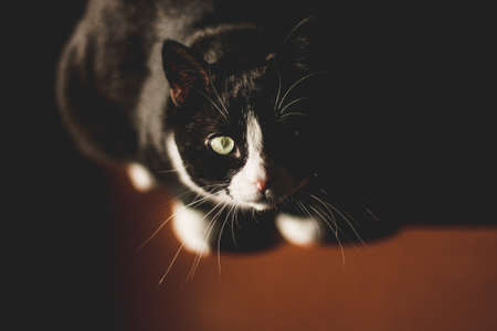 black cat with a white neck and paws and yellow eyes looks at the camera, sitting in a dark room on a red floor in the spring sun shining on the cat's face from a window illuminating half of the cat's face.Animal portraitの写真素材