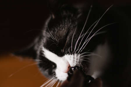 black cat with a white neck and paws and yellow eyes looks into the chamber chewing on a plastic rubber band. sitting in a dark room on the orange floor in the spring sun shines on the cat's face from the window. Animal portraitの写真素材