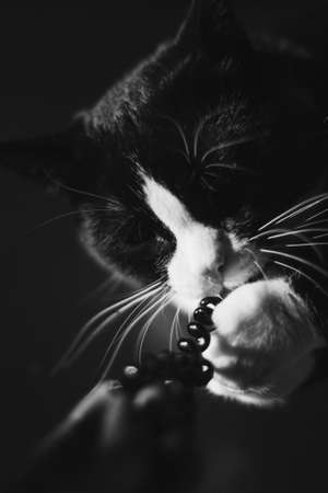 black cat with a white neck and paws and yellow eyes looks into the chamber chewing on a plastic rubber band. sitting in a dark room on the orange floor in the spring sun shines on the cat's face from the window. Animal portraitの写真素材
