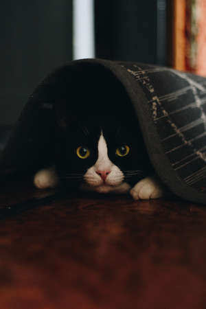 black cat with a white neck, paws and yellow eyes looks at the camera, sitting in a dark room on the...