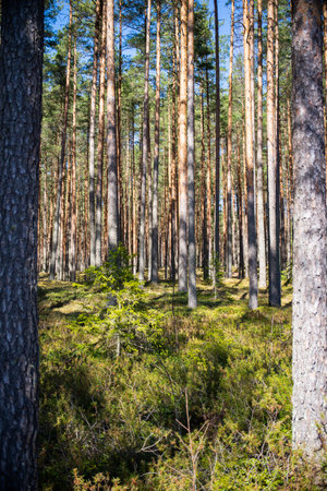View in to tall pine trees on a summers day. summer landscapeの写真素材