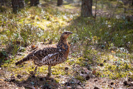 Portrait of a female western capercaillie (Tetrao urogallus). Bird portrait