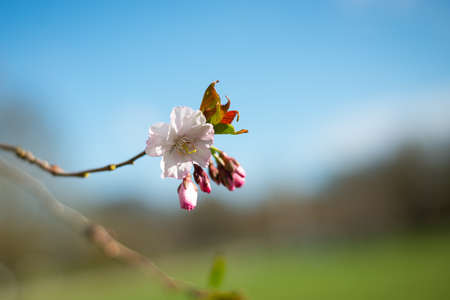 Beautiful flowering Japanese cherry - Sakura. Background with flowers on a spring day. Macro...