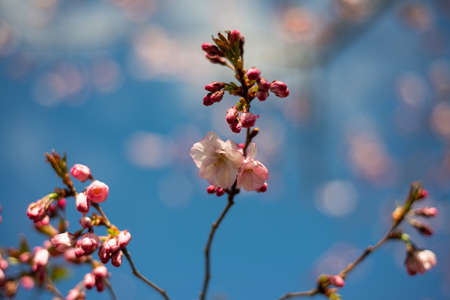 Beautiful flowering Japanese cherry - Sakura. Background with flowers on a spring day. Macro photographyの写真素材