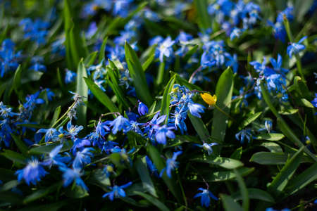 Blue snowdrop flowers in early spring in the forest. Macro photography