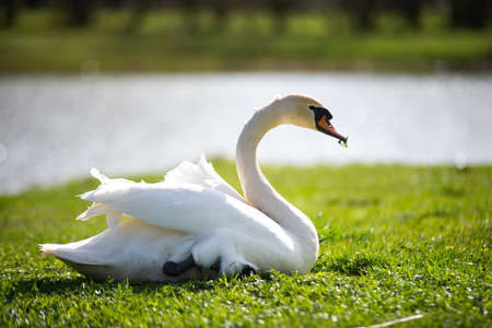 white swan eats grass. The swan is on the edge of the pond and eats grass. The swan is friendly and calm. It is isolated and in itself. Animal photographyの写真素材