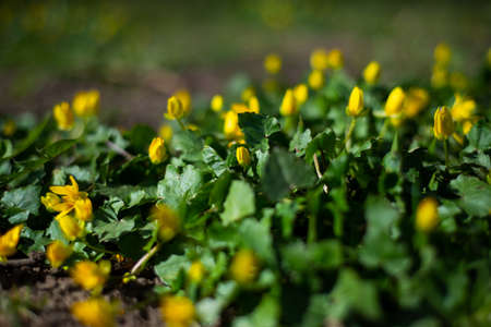 Spring flowers in the park, Winter Aconite flowers (Eranthis Hyemalis). macro photographyの写真素材