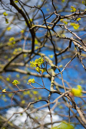 Tree buds in spring. Young large buds on branches against blurred background under the bright sun....