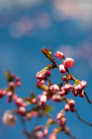 Beautiful flowering Japanese cherry - Sakura. Background with flowers on a spring day. Macro photographyの写真素材